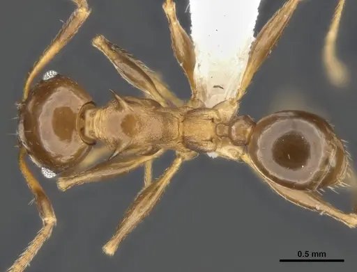 Pheidole quadricuspis specimen MCZ-ENT00511506 image mcz-ent00511506_1