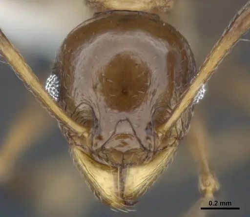 Pheidole quadricuspis specimen MCZ-ENT00511506 image mcz-ent00511506_2