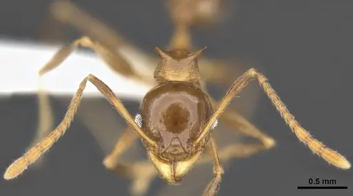 Pheidole quadricuspis specimen MCZ-ENT00511506 image mcz-ent00511506_3