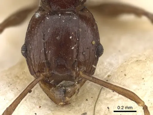 Pheidole quadrispinosa specimen CASENT0901320 image casent0901320_2