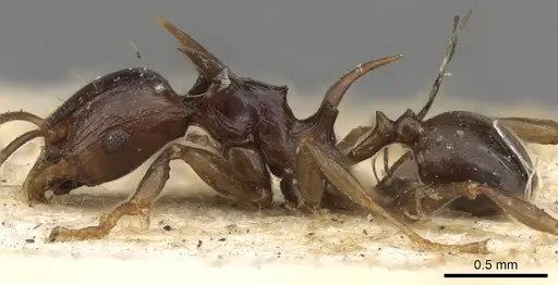 Pheidole quadrispinosa specimen CASENT0901320 image casent0901320_3