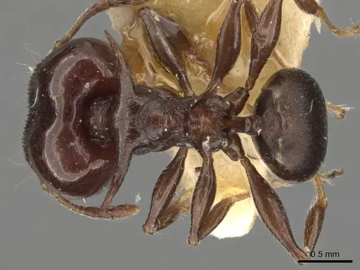 Pheidole quadrispinosa specimen CASENT0901321 image casent0901321_1
