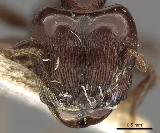 Pheidole quadrispinosa specimen CASENT0901321 image casent0901321_2