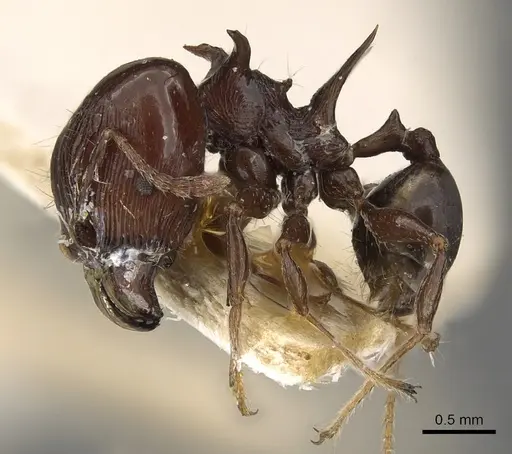 Pheidole quadrispinosa specimen CASENT0901321 image casent0901321_3