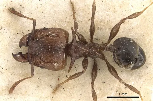 Pheidole quadrispinosa specimen CASENT0901399 image casent0901399_1