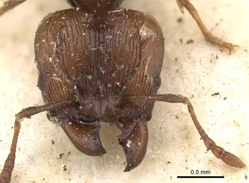 Pheidole quadrispinosa specimen CASENT0901399 image casent0901399_2