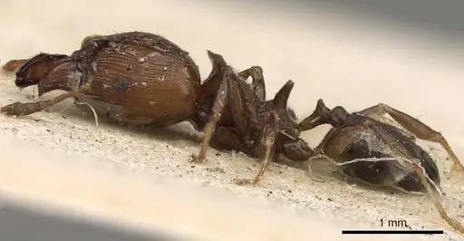 Pheidole quadrispinosa specimen CASENT0901399 image casent0901399_3