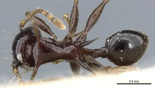 Pheidole quadrispinosa specimen CASENT0904308 image casent0904308_1