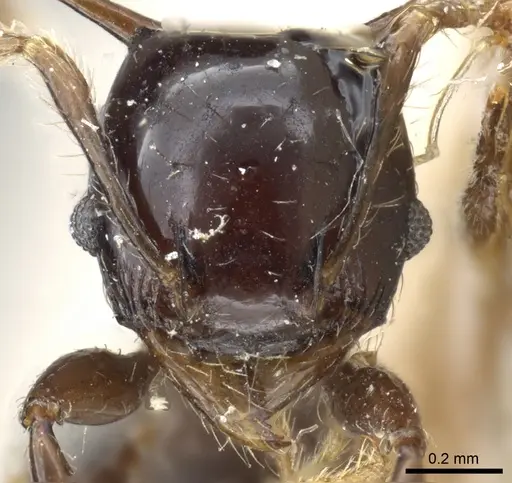 Pheidole quadrispinosa specimen CASENT0904308 image casent0904308_2