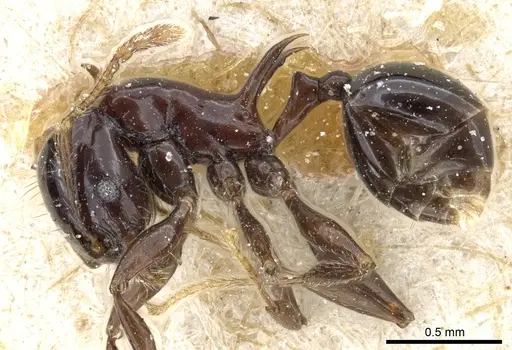 Pheidole quadrispinosa specimen CASENT0904308 image casent0904308_3