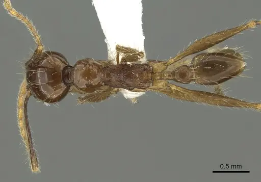 Pheidole quinata specimen CASENT0901624 image casent0901624_1