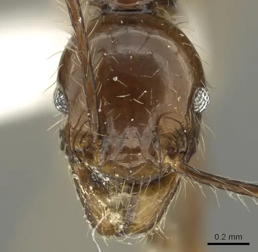 Pheidole quinata specimen CASENT0901624 image casent0901624_2