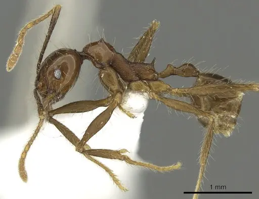 Pheidole quinata specimen CASENT0901624 image casent0901624_3