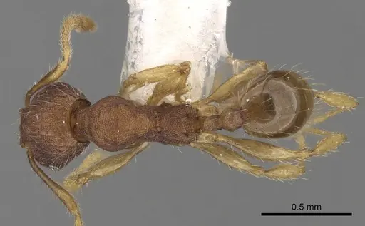 Pheidole rabo specimen CASENT0281722 image casent0281722_1