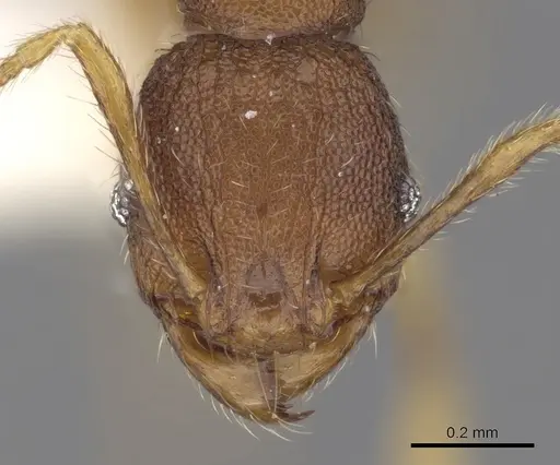 Pheidole rabo specimen CASENT0281722 image casent0281722_2