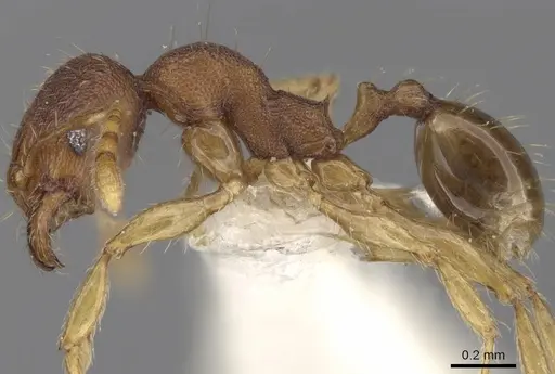 Pheidole rabo specimen CASENT0281722 image casent0281722_3