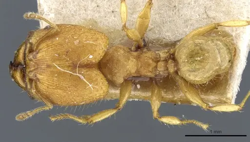Pheidole rabo specimen CASENT0904269 image casent0904269_1