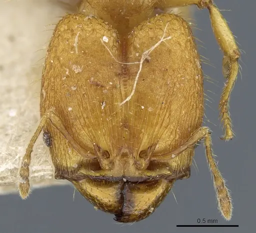 Pheidole rabo specimen CASENT0904269 image casent0904269_2