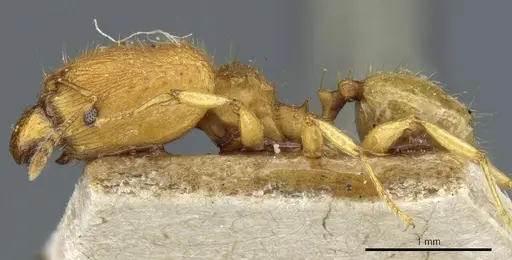 Pheidole rabo specimen CASENT0904269 image casent0904269_3