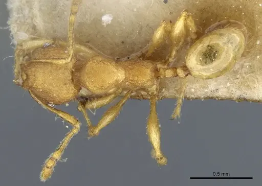 Pheidole rabo specimen CASENT0904270 image casent0904270_1