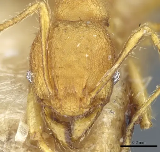 Pheidole rabo specimen CASENT0904270 image casent0904270_2