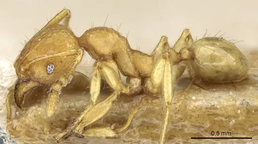 Pheidole rabo specimen CASENT0904270 image casent0904270_3
