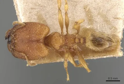 Pheidole rabo specimen CASENT0907989 image casent0907989_1