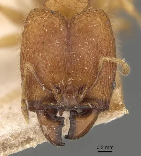 Pheidole rabo specimen CASENT0907989 image casent0907989_2