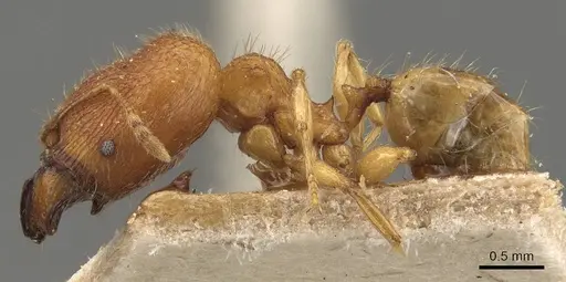 Pheidole rabo specimen CASENT0907989 image casent0907989_3