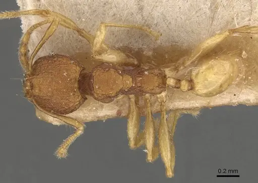 Pheidole rabo specimen CASENT0907990 image casent0907990_1