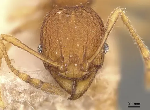 Pheidole rabo specimen CASENT0907990 image casent0907990_2