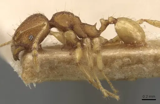 Pheidole rabo specimen CASENT0907990 image casent0907990_3