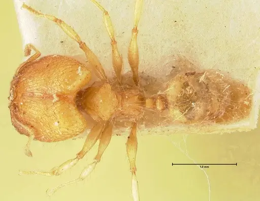 Pheidole rabo specimen FOCOL1370 image focol1370_1