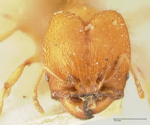Pheidole rabo specimen FOCOL1370 image focol1370_2