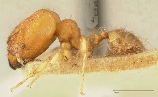 Pheidole rabo specimen FOCOL1370 image focol1370_3