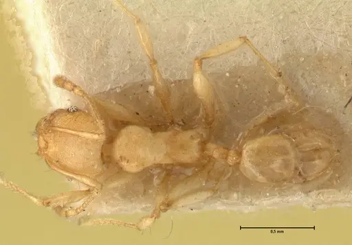 Pheidole rabo specimen FOCOL1371 image focol1371_1