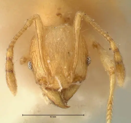 Pheidole rabo specimen FOCOL1371 image focol1371_2