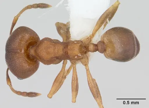 Pheidole radoszkowskii specimen CASENT0178045 image casent0178045_1