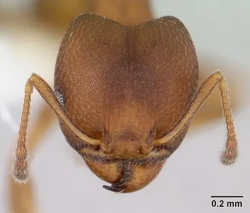 Pheidole radoszkowskii specimen CASENT0178045 image casent0178045_2