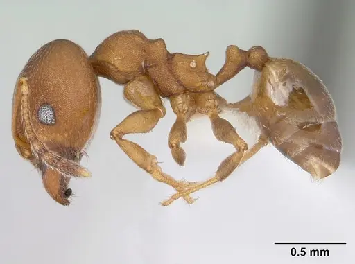 Pheidole radoszkowskii specimen CASENT0178045 image casent0178045_3