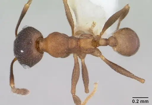 Pheidole radoszkowskii specimen CASENT0178046 image casent0178046_1