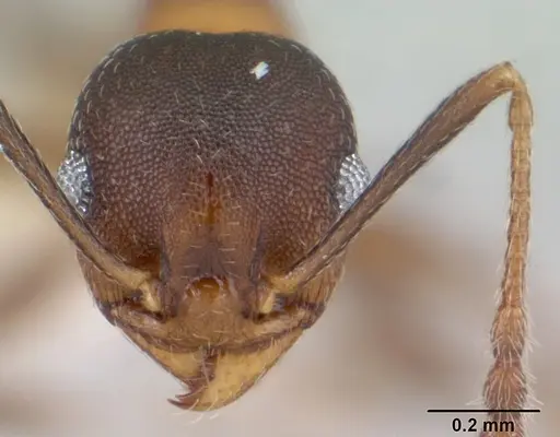 Pheidole radoszkowskii specimen CASENT0178046 image casent0178046_2