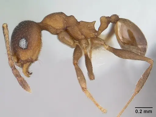 Pheidole radoszkowskii specimen CASENT0178046 image casent0178046_3
