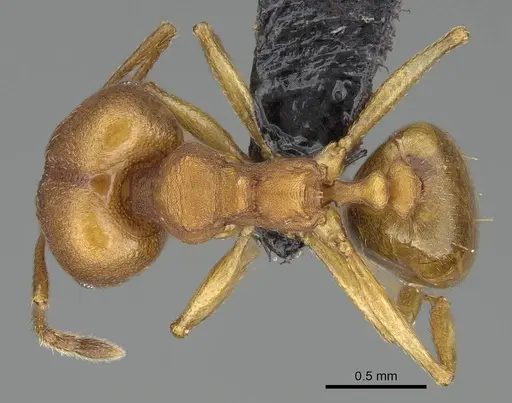 Pheidole radoszkowskii specimen CASENT0318453 image casent0318453_1