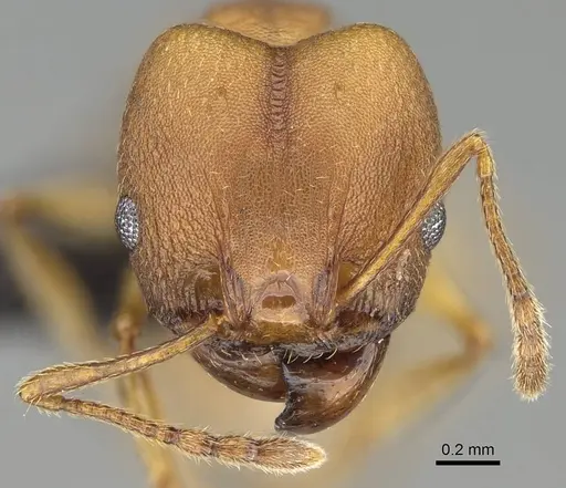 Pheidole radoszkowskii specimen CASENT0318453 image casent0318453_2