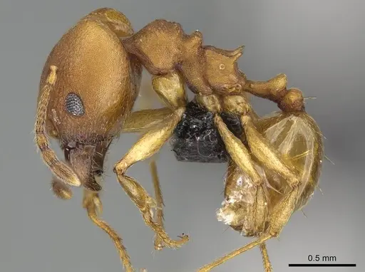 Pheidole radoszkowskii specimen CASENT0318453 image casent0318453_3
