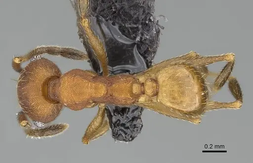 Pheidole radoszkowskii specimen CASENT0318477 image casent0318477_1