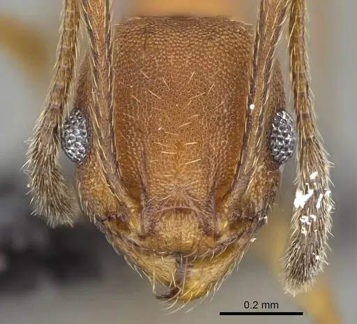 Pheidole radoszkowskii specimen CASENT0318477 image casent0318477_2