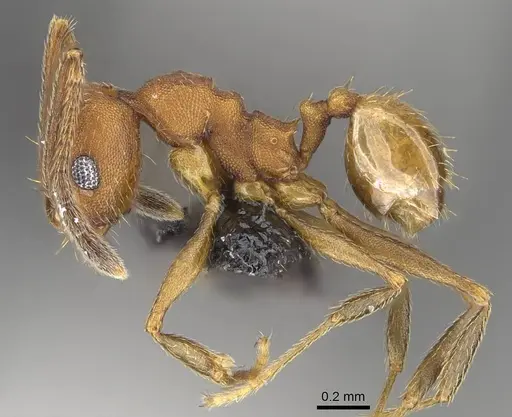 Pheidole radoszkowskii specimen CASENT0318477 image casent0318477_3