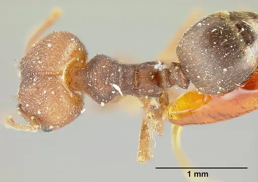 Pheidole radoszkowskii specimen CASENT0601266 image casent0601266_1